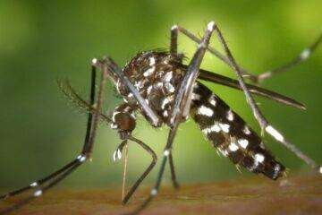 6 Things That Attract Mosquitoes