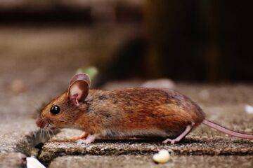 The Best Ways to Get Rid of Rodents