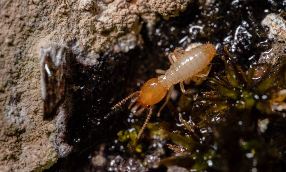10 fascinating facts about termites.