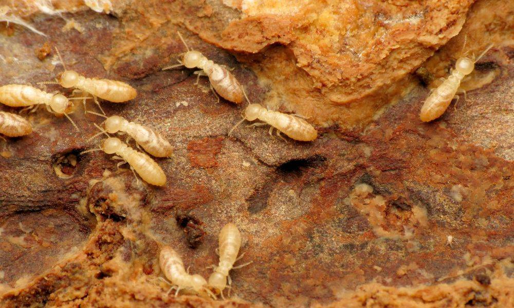 10 fascinating facts about termites